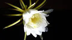 美丽的昙花图片高清宽屏壁纸
