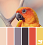 feathered palette