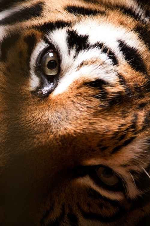 Siberian Tiger by (H...