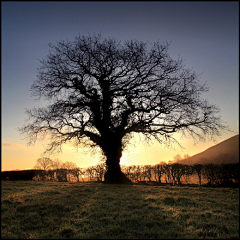 Liwenxuang采集到50 Beautiful Examples of Tree Ph