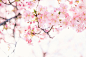 pink cherry blossom flower