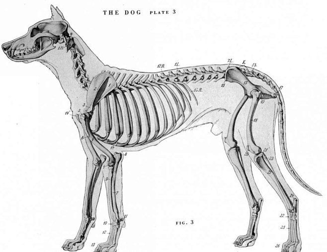 动物骨骼肌肉解剖图：狗，狮，马 1280...