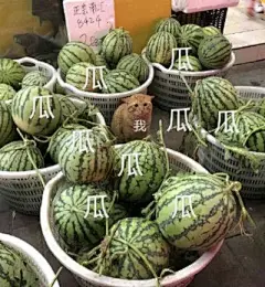 居然还有这么好看的瓜