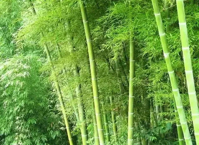 26种 · 竹类植物 青竹-花瓣网