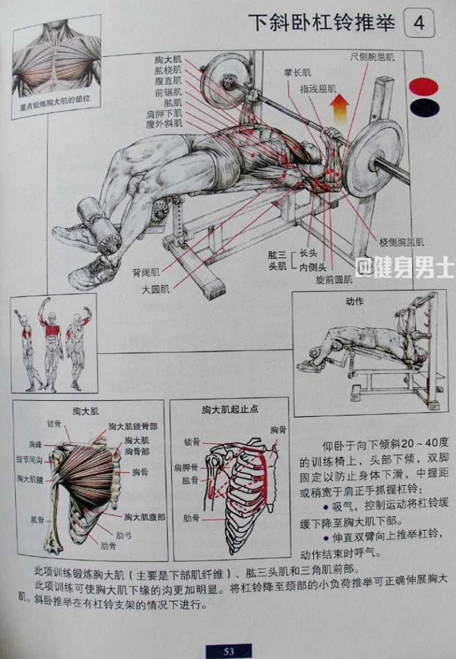 【卧推指南】平板卧推、窄距卧推、下斜板卧推、上斜板卧推，四种经典卧推的详细训练图解！-花瓣网