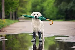 点击来源直接获取大图文件 |一只穿着雨靴、打着伞的金毛寻回犬 