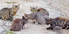 点击来源直接获取大图文件 |美丽的毛茸茸的流浪猫在散步