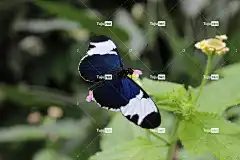 蝴蝶 昆虫 花壁纸 关闭 自然 花卉背景 美丽的花朵 花 蛾