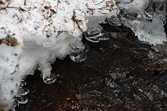 森林流