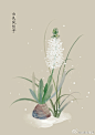 #365天生日花#  1月4日 白色风信子 (Hyacinth) 
花语 : 游戏人间 
花箴言 : 爱无处不在，只是您随手可以抓到多! 少。