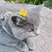曲千奏