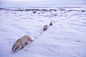 精灵妈妈，摄影师Takayuki MAEKAWA镜头下的温情北极熊世界