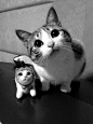 猫摄影黑白胶片纪实