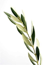 Greek Olive Tree Leaves Olive leaf extract: in use