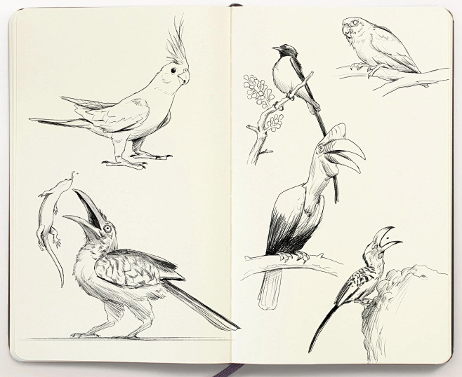 Animal Sketchbook, J...