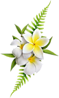 鸡蛋花