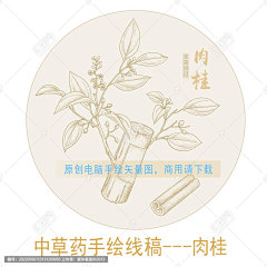 肉桂 玉桂 牡桂 菌桂 桂皮 手绘肉桂 药用植物 药植物 书籍插图 本草纲目 草药科普 手绘中草药 草药包装插画 复古医书草药插图 手绘肉桂线描插画