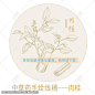 肉桂 玉桂 牡桂 菌桂 桂皮 手绘肉桂 药用植物 药植物 书籍插图 本草纲目 草药科普 手绘中草药 草药包装插画 复古医书草药插图 手绘肉桂线描插画