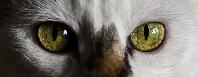 猫, 看看, 眼, 眼睛