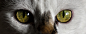 猫, 看看, 眼, 眼睛