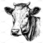 美丽的奶牛头像素描手绘涂鸦风格图解农牧业