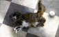 小猫猫