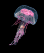 水母，是海洋中重要的大型浮游生物。