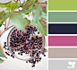 elderberry hues