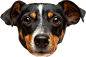 Animals-(5)