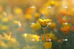 花 植物 金盏花 花卉背景 美丽的花朵 花壁纸 万寿菊田 辐射