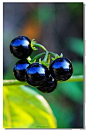 最爱吃的“龙葵菜”海南称衣扣菜，成熟的果实是黑色的，甜甜的，吃了舌头会黑的哦。