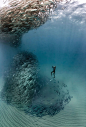 探险家抓拍海底"鱼群龙卷风" 场面壮观_网易新闻