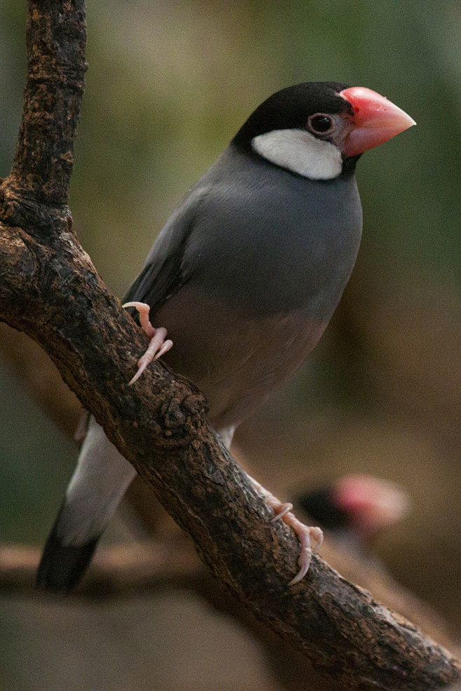 雀形目梅花雀科文鸟属禾雀