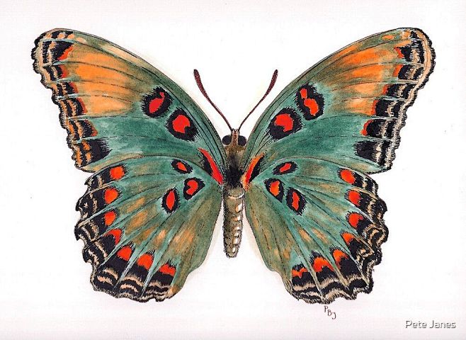 ‘Limenitis astyanax,...