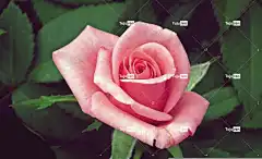 玫瑰 花壁纸 花 玫瑰花 粉色的 美容 爱 植物 性质 花园