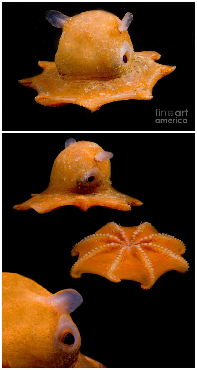 烟灰蛸属（Grimpoteuthis）的...