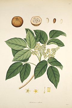 鹰与书采集到植物插画