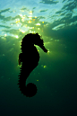 水底世界摄影比赛 2013 得奖作品选 - Arting365 | 中国创意产业第一门户] #采集大赛#