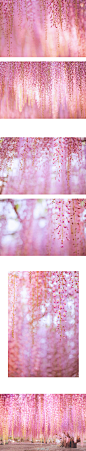#顺妞の旅拍#   
淡紫色的秘密花园~组图版~

世界十大梦幻场所之一，一个肉眼看比拍出来要美一百倍的地方！
四月末五月初，144岁的紫藤瀑布绽放，这里有全世界最梦幻的紫色和杜鹃花的海洋~

尤其是夜紫藤，被光影渲染出深深浅浅的层次，甚至比白天来的更美~...展开全文c #创意#