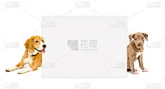 比特斗牛犬和比格犬海报后面窥视