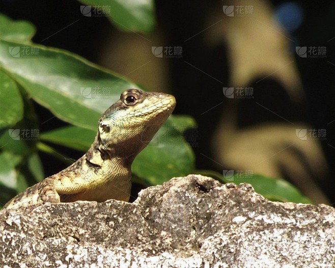 壁上潜伏着一只蜥蜴。有鳞目:Tropidurus torquatus