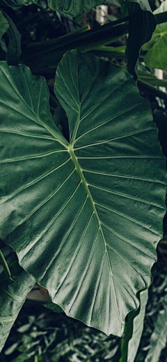 木柚同学采集到植物