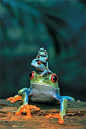 ~~Red-Eyed Tree Frog, Mother and Babies ~ 4 baby tree frogs sit on their mother's head~~: 