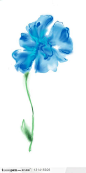 手绘花纹-水彩蓝色野菊花