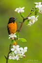 Baltimore Oriole on flowering crabapple tree -- by Mike Lentz