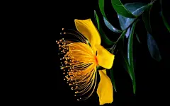 金丝桃花卉桌面壁纸壁纸图片 - 花卉壁纸 - 小米辣素材网_免费素材下载的素材网-集素材大全网站素材之精华