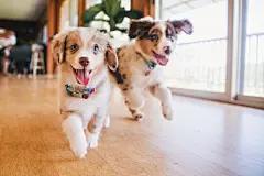 点击来源直接获取大图文件 |澳大利亚牧羊犬幼犬在草地上玩耍