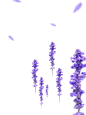 紫色薰衣草9