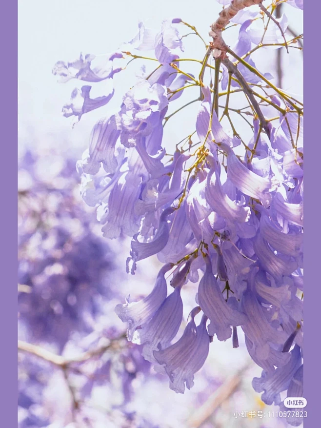 蓝花楹-花瓣网