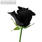 黑色玫瑰花图片素材#黑色花朵##鲜花素材##花枝##黑色鲜花##玫瑰#